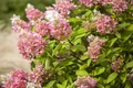 Hydrangea paniculata 'Pink Diamond', Rispenhortensie, rosa, 40–60 cm