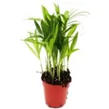 Exotenherz Minipflanze Chamaedorea Elegans Bergpalme Ideal für Kleine Schalen und Gläser Babyplant im 5,5cm Topf