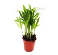 Exotenherz Zimmerpflanze Mini-Pflanze Chamaedorea elegans Bergpalme im 5,5cm Topf