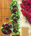 BALDUR Garten Obstpflanze Säulenkirsche 'Garden Bing®', 1 St., Selbstbefruchtend, winterhart, mehrjährig, pflegeleicht, robust