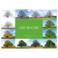 Die Buche: Jahresplaner 2026 (Wandkalender 2026 DIN A4 quer) CALVENDO Monatskalender von Calvendo/ Tatjana Balzer / Calvendo / Kalender