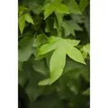 Liquidambar Styraciflua Gumball Amberbaum Kompakt 125 cm Stammhöhe