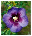 BALDUR Garten 1x Hibiskus 'Hawaii®', Pflanze im 9x9 cm-Topf, intensive Blütenfarbe, Tropen-Flair für Garten & Terrasse, schlanker Wuchs, lange Blütezeit, pflegeleicht, ideal für Kübel, mehrjährig