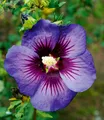 BALDUR-Garten Hibiskus 'Hawaii®',1 Pflanze
