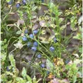 Wilde Heidelbeere 10-15cm - Vaccinium myrtillus