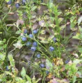 Wilde Heidelbeere 10-15cm - Vaccinium myrtillus - lebende Gartenpflanze aus den Baumschulen