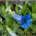 Stengelloser Enzian - Gentiana acaulis