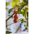Malus Red Sentinel Zierapfel Rote Früchte 60–100 cm
