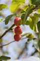 Pflanzen für Dich Gehölze Malus 'Red Sentinel', 1 St., Zierapfel, Apfelbaum