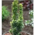 Gelbe Säulen Eibe David 30-40cm - Taxus baccata