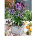 Liriope Muscari Moneymaker Lilientraube Ca. 11x11 cm Topf