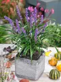 Liriope muscari 'Moneymaker', Lilientraube, immergrün, ca. 11x11 cm Topf