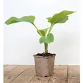 Hosta Elata Funkie Ca. 11x11 cm Topf