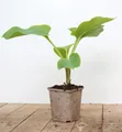 Hosta elata, Funkie, grün, ca. 11x11 cm Topf