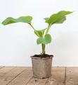 Pflanzen für Dich Staude Hosta elata, 1 St., Riesen-Funkie, Hosta
