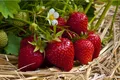 Pflanzen für Dich Obstpflanze Fragaria vesca Ostara, 1 St., Erdbeere, Walderdbeere, immertragend, aromatisch