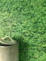 Newroom Vliestapete Moos Light Tapete Blumentapete Moos,Pflanzen,Natur, Grün Tapete Floral Moos - Blumentapete Mustertapete Hellgrün Schwarz Romantisch 3D Optik Pflanzen Natur für Schlafzimmer Wohnzimmer Küche, Moostapete