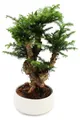 Zimmerbonsai Araucaria cunninghamii Zimmertanne Neuguinea-Araukarie ca. 65cm hoch 26cm Schale Weiß Keramik
