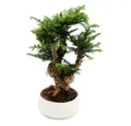 Exotenherz Zimmerpflanze Zimmerbonsai Araucaria cunninghamii ca. 65cm hoch 25cm Schale