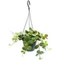 Exotenherz Zimmerpflanze zum Hängen Peperomia Tetraphylla Hängender Zwergpfeffer 14cm Ampel
