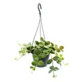 Zimmerpflanze zum Hängen - Peperomia tetraphylla - Zwergpfeffer - 14cm Ampel