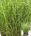 BALDUR Garten Zebra-Gras,2 Pflanzen