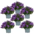 Exotenherz Campanula Addenda Glockenblume Lila 12cm Topf 6 Pflanzen Ausreichend für 1qm Bodendecker Ambella Winterhart