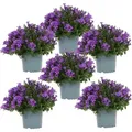 Campanula Addenda - Glockenblume Lila Topf Größe 12Cm - 1M2 Bodendecker - 6 Stück - Ambella Lila - Gartenpflanzen - Hardy - Violett