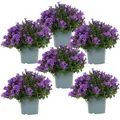 Campanula Addenda - Glockenblume lila - 12cm Topf - 6 Pflanzen Bodendecker