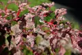 Acer conspicuum 'Red Flamingo', Zierahorn, auffällig, 100–125 cm