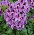 INKARHO - Großblumige Rhododendron Rhododendronpark Graal-Müritz 30-40cm