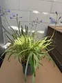 Schmucklilie Golden Drop - Agapanthus Golden Drop