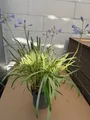 Schmucklilie Golden Drop - Agapanthus Golden Drop