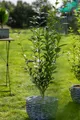 Pflanzen für Dich Gehölze Ligustrum ovalifolium, 1 St., Ovalblättriger Liguster, Gartenliguster