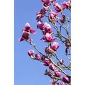 Magnolia Liliiflora Tulpenmagnolie 40-60 cm