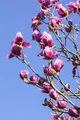 Magnolia liliiflora 'Nigra' 40–60 cm – Winterhart, Mehrjährig, Pflegeleicht – Purpur-Magnolie – Ziergehölz für Garten & Vorgarten