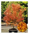Japanischer Ahorn 'Katsura', 1 Pflanze Acer palmatum
