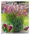 BALDUR Garten 1x Miscanthus Boucle®, Knolle in Größe I, winterharte Staude, mehrjährig, pflegeleicht, blühend, Schnittblume, Ziergras, Blickfang im Beet & Kübel, Miscanthus sinensis