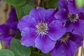 Pflanzen für Dich Kletterpflanze Clematis Hybride Ashva, 1 St., Clematis, Waldrebe, violettblühend, kletterpflanze