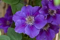 Clematis Hybride 'Ashva', Waldrebe, violett, 60–100 cm