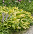 Funkie June Fever - Hosta cultorum