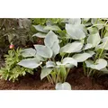 Hosta x tardiana 'Halcyon' - Graublaue Garten-Funkie 'Halcyon' - 11cm Topf