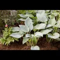Hosta x tardiana 'Halcyon' - Graublaue Garten-Funkie 'Halcyon' - 11cm Topf
