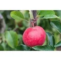 Malus Roter Berlepsch Apfelbaum CAC 40 cm Stammhöhe