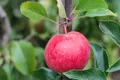 Malus domestica 'Roter Berlepsch' 40 cm Stammhöhe – Winterhart, Mehrjährig, Pflegeleicht – Apfelbaum – Obstbaum für Garten & Obstgarten