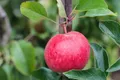 Pflanzen für Dich Gehölze Malus 'Roter Berlepsch', 1 St., Roter Berlepsch, Apfelbaum