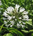 weiße Liebesblume Schmucklilie - Agapanthus africanus - lebende Gartenpflanze aus den Baumschulen