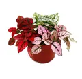 Exotenherz Zimmerpflanze Dreifarbige Punktblume- Hypoestes phyllostachya 12cm Topf
