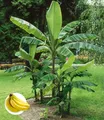 BALDUR Garten 3x Winterharte Banane 'grün', Pflanze im 12 cm-Topf, Faserbanane Bananenbaum Musa basjoo Bananenpflanze, mehrjährige winterharte Staude, Bananen-Früchte essbar
