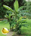 BALDUR Garten 3x Winterharte Banane 'grün', Pflanze im 12 cm-Topf, Faserbanane Bananenbaum Musa basjoo Bananenpflanze, mehrjährige winterharte Staude, Bananen-Früchte essbar
